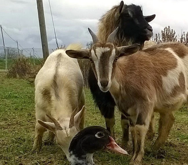 Capre e un’anatra nel prato dell’Agriturismo Colomboni